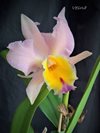 Cattleya