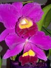 Cattleya