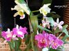 Cattleya