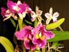 Cattleya