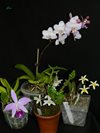 Laelia