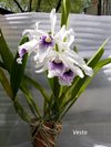 Laelia