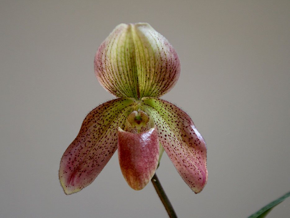 Paph Callosum