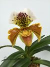 Paphiopedilum