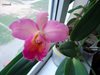 cattleya