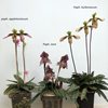 Пафиопедилум (Paphiopedilum)